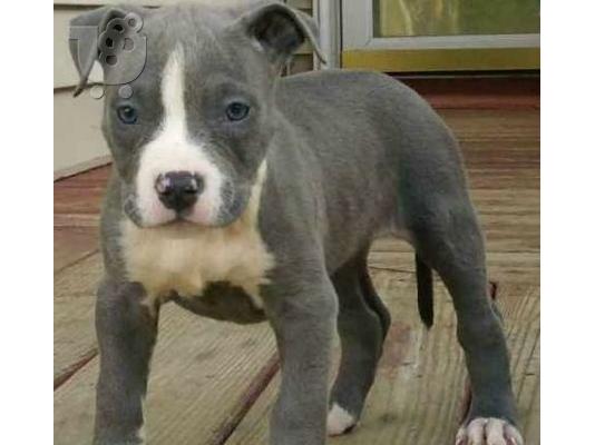 PoulaTo: American stafffordshire BLUE AMSTAFF